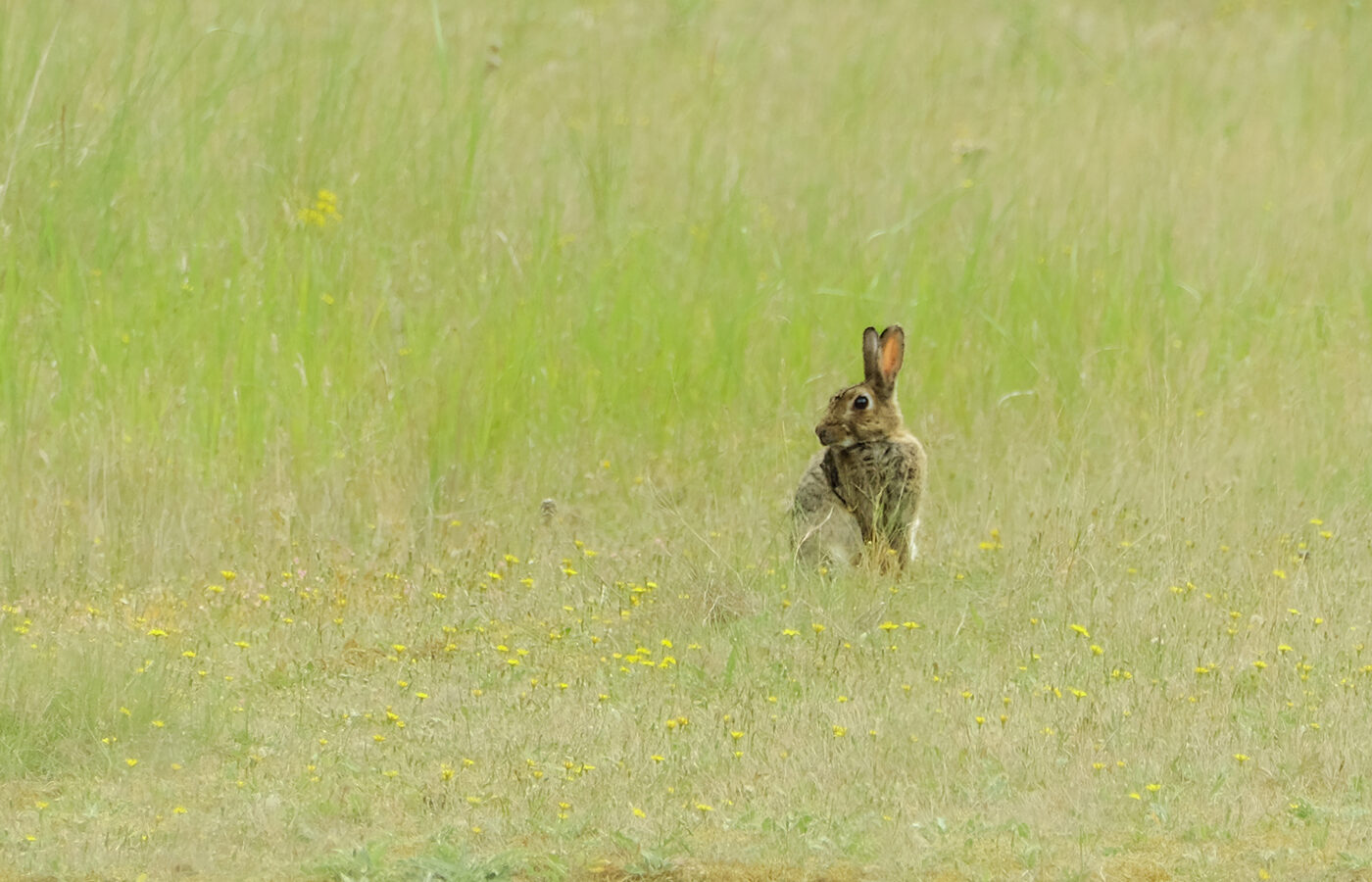 Fourth Place - Summer meadow by Laura Taylor