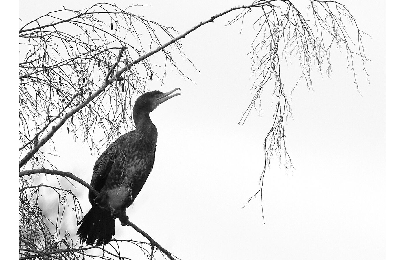 Second Place - Cormorant by David Mather