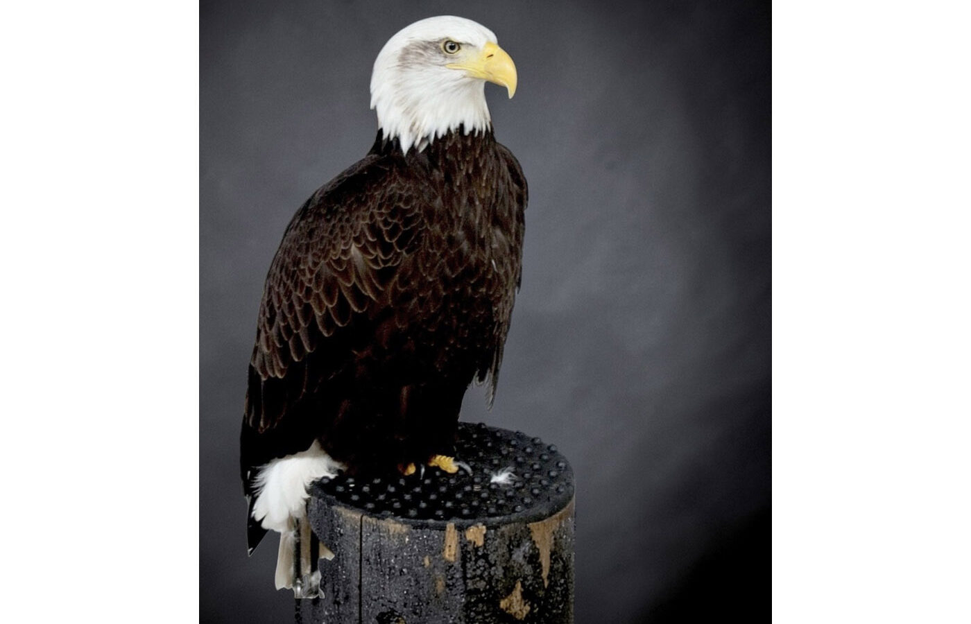 Second Place - Bald Eagle by Tony Warran