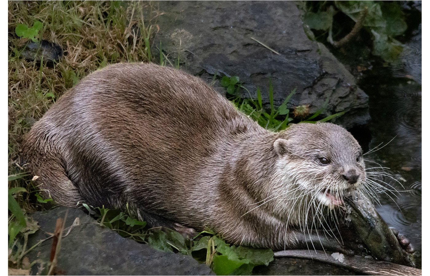 Honourable Mention - Otter Eating a Fish by Owen Cooper