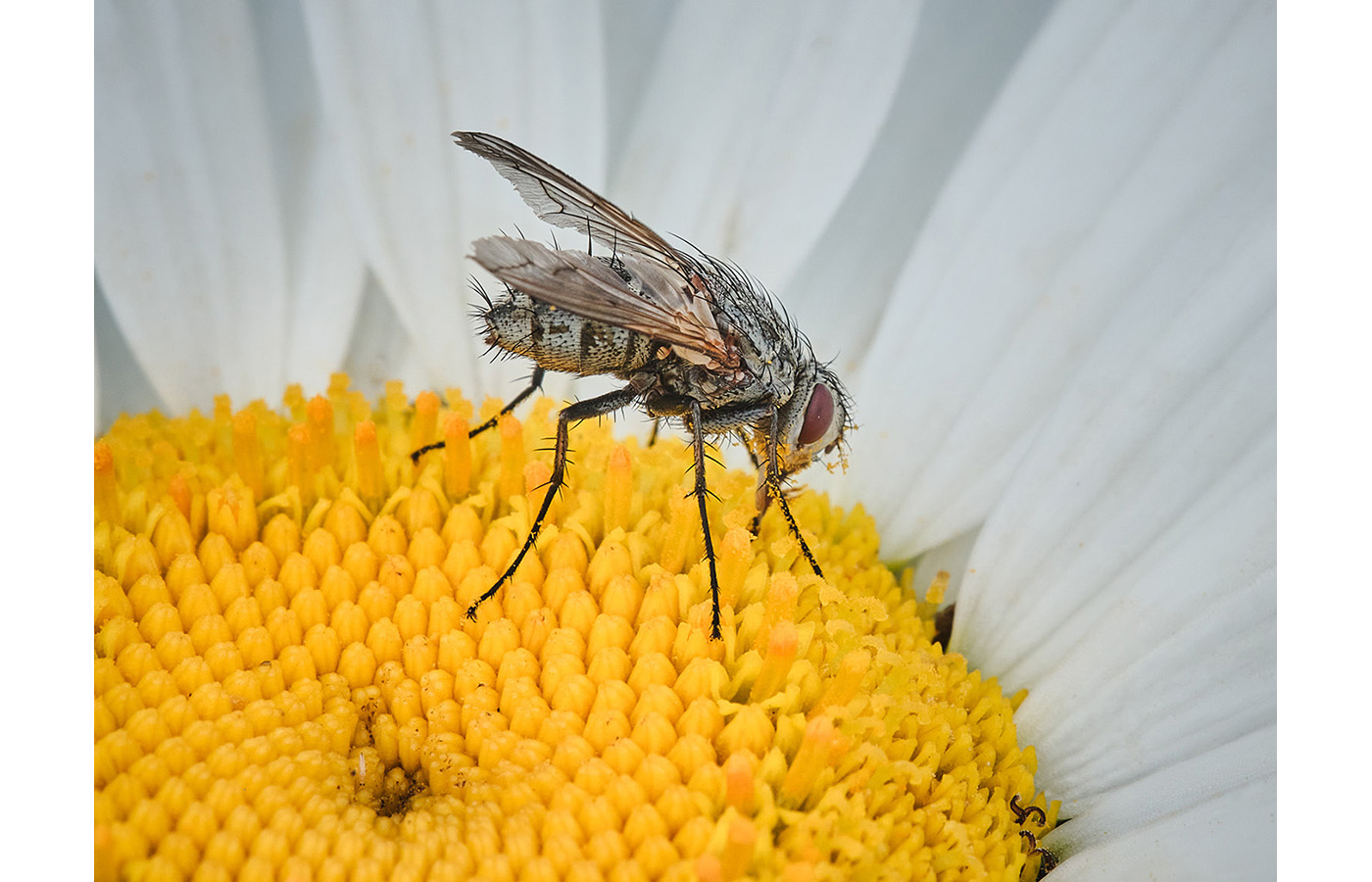 Third Place - Feasting Fly by Martin Ridout