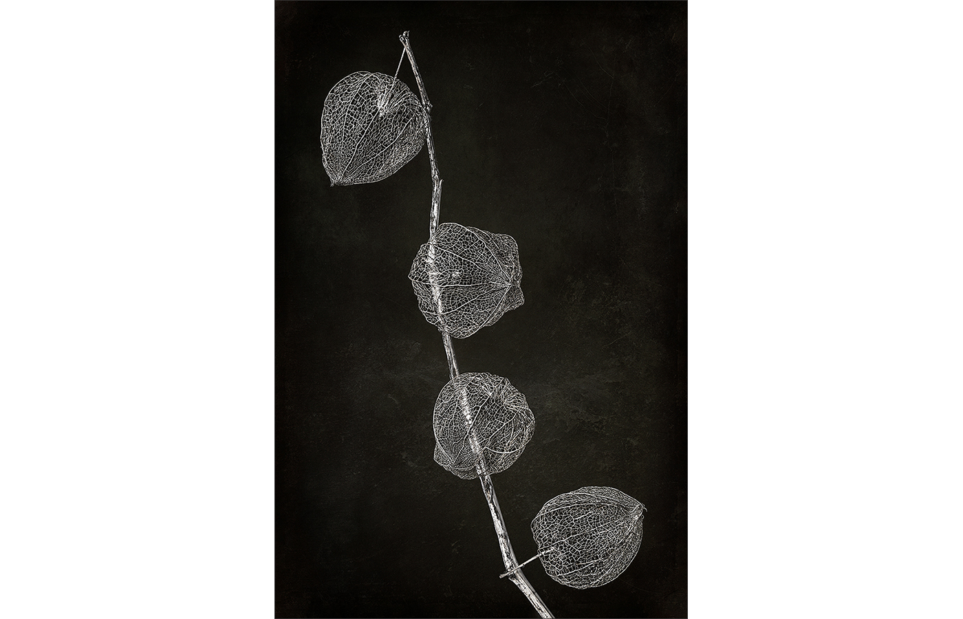 Honourable-Mention-Dry-Physalis-by-Inna-Karpova.jpg