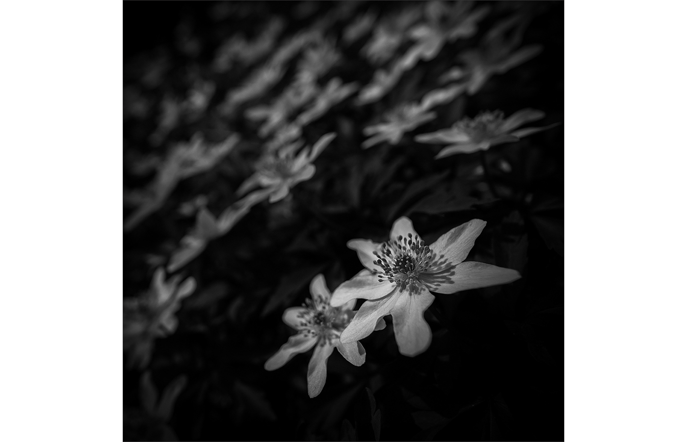 Honourable Mention - Wild Anemone, by Inna Karpova