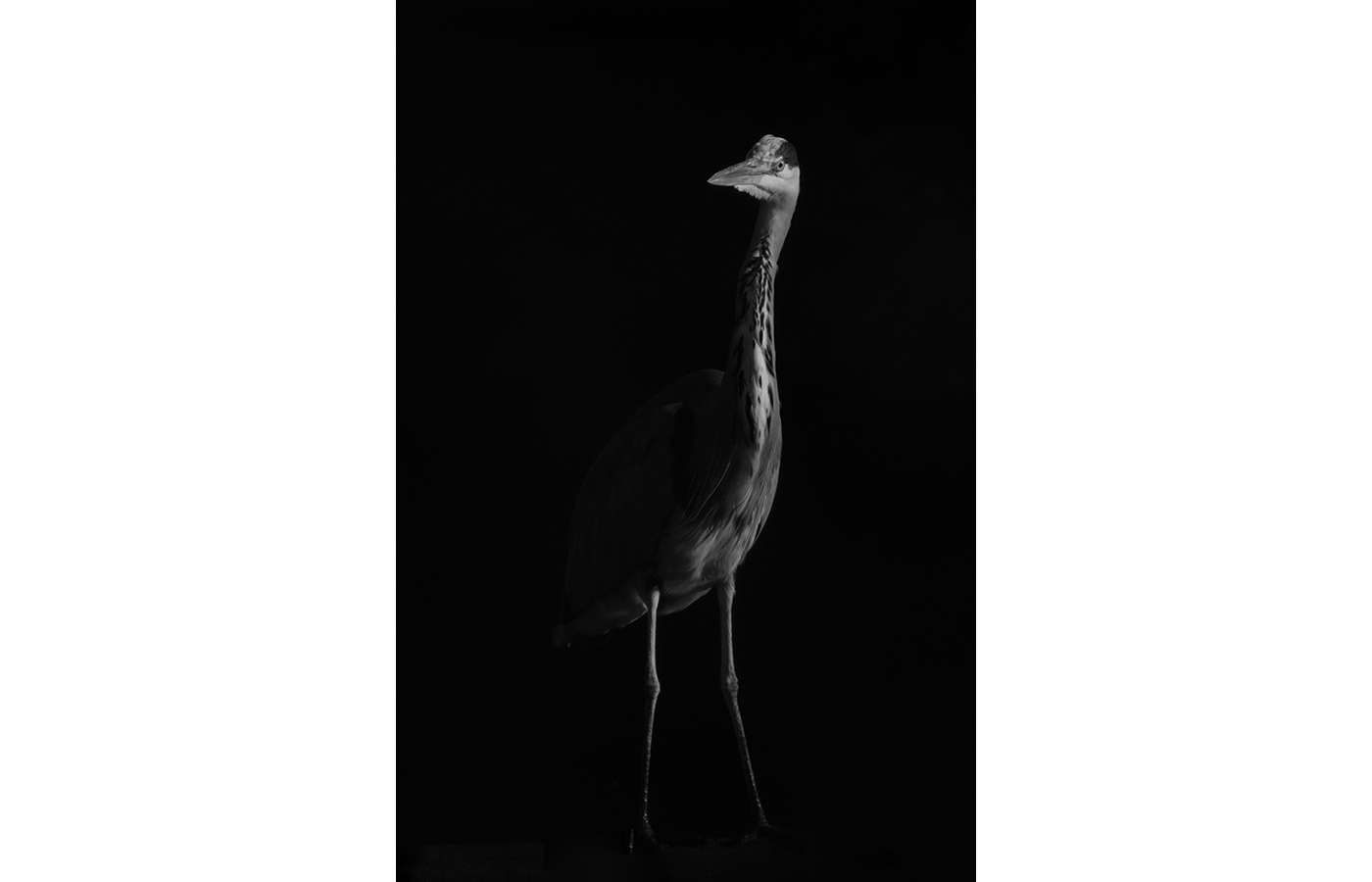Honourable Mention - Young Heron, by David Mather